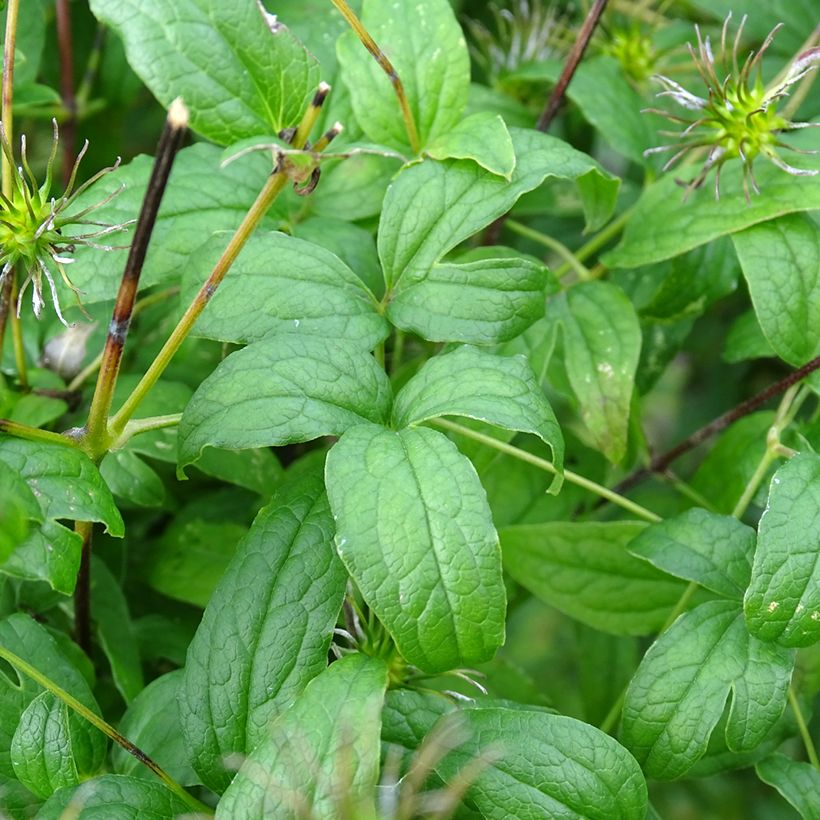 Clematis viticella Rosalyn - Italiaanse clematis (Blad)