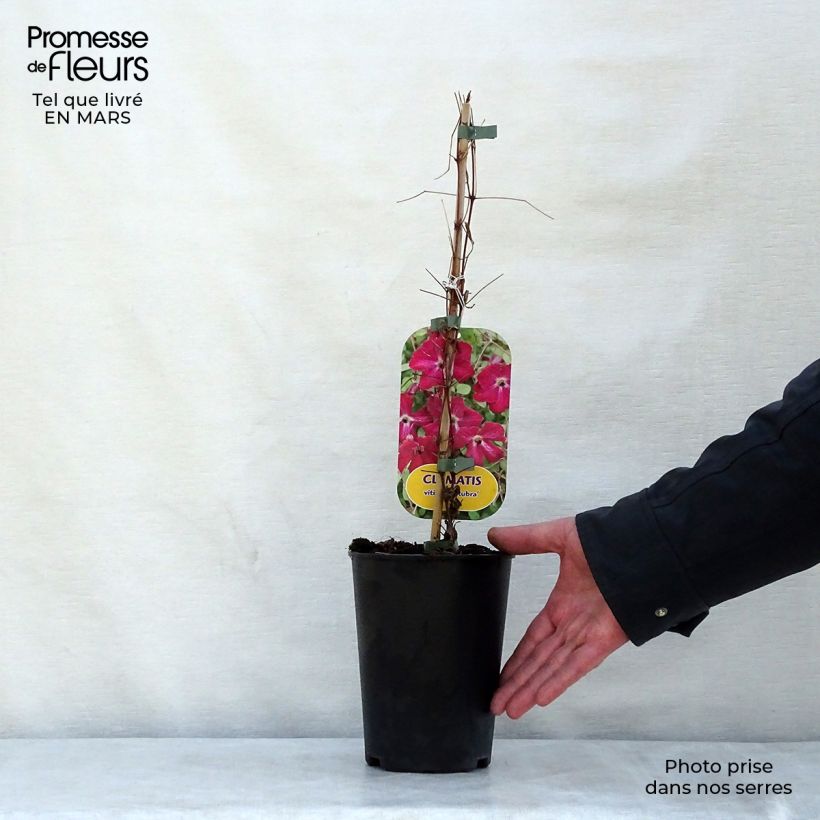Exemplaar van Clematis viticella Rubra - Italiaanse clematis Pot van 2 l/3 l zoals geleverd in de lente
