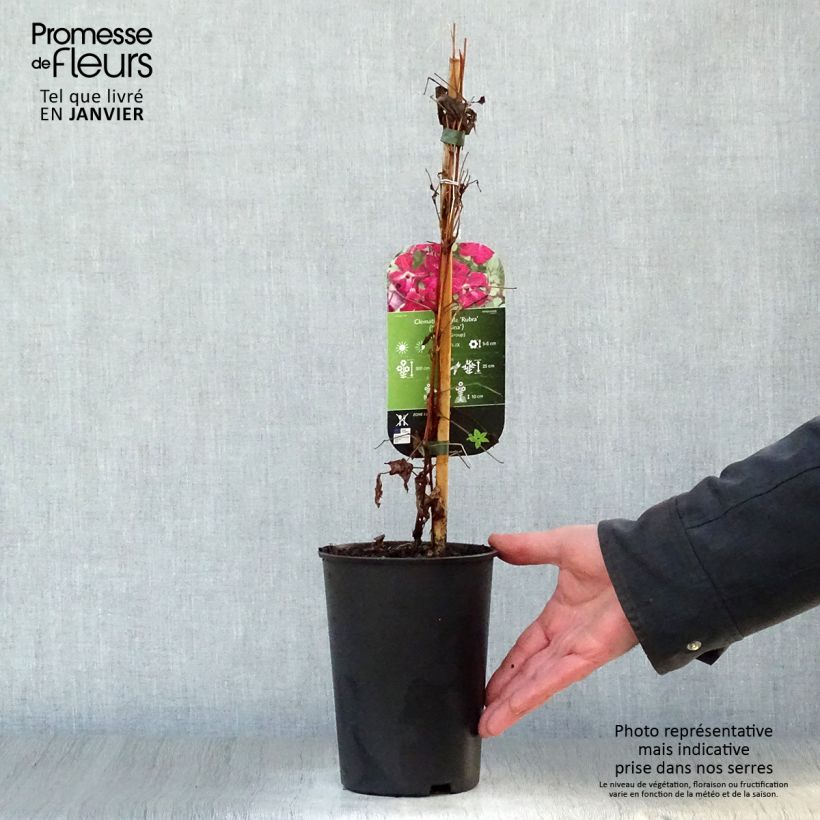 Example of Clématite - Clematis viticella Rubra (Kermesina) Pot van 2 l/3 l as you get in hiver