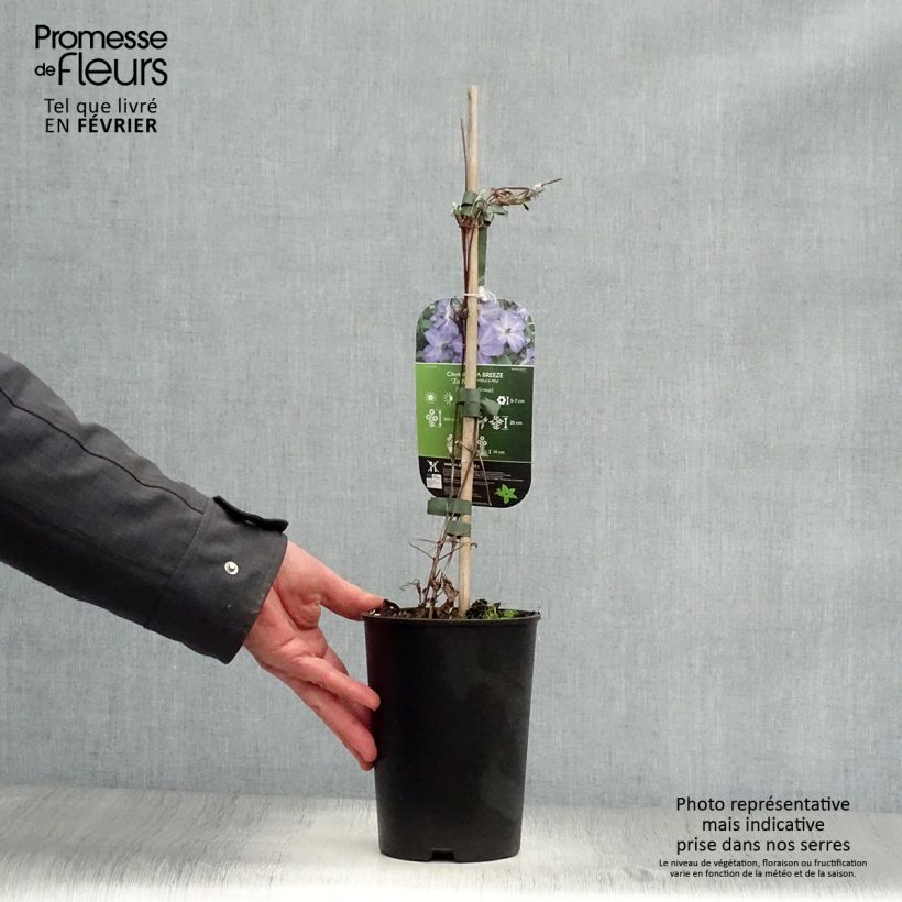 Example of Clématite - Clematis viticella Sea Breeze Pot van 2 l/3 l as you get in hiver
