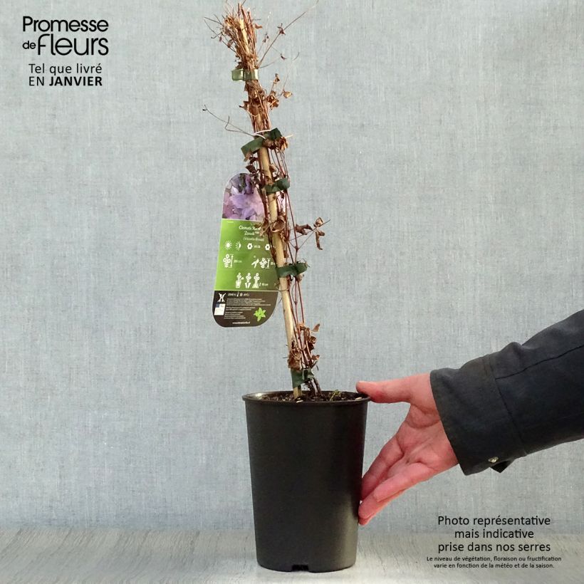 Example of Clématite - Clematis viticella Sunny Sky Pot van 2 l/3 l as you get in hiver