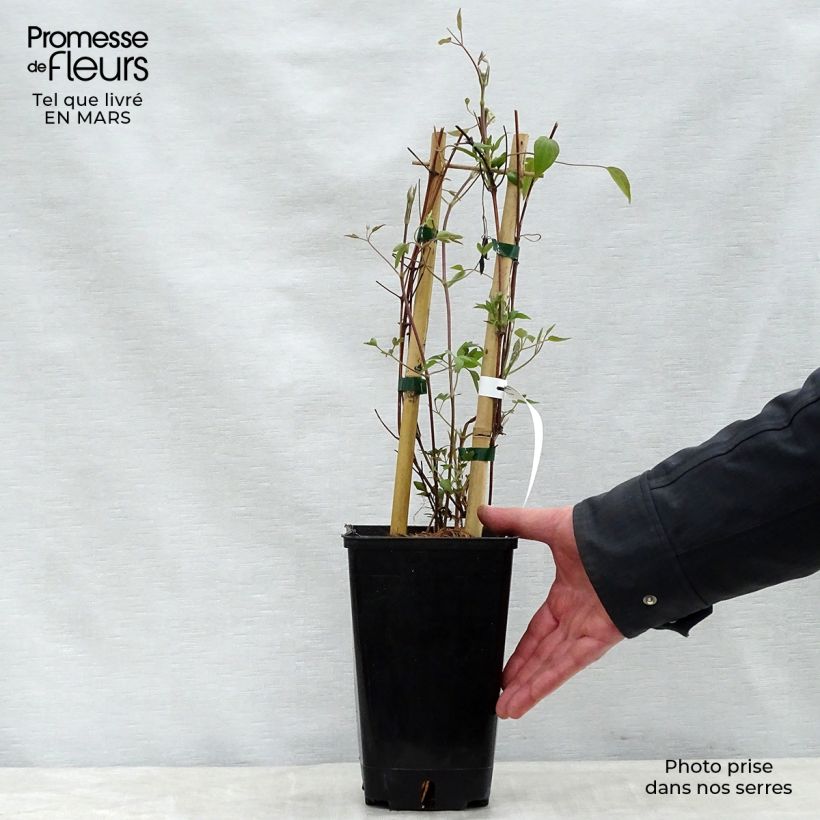 Exemplaar van Clematis Delphine -Grootbloemige clematis Pot van 2 l/3 l zoals geleverd in de lente