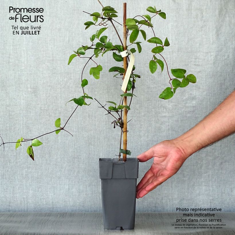 Exemplaar van Clematis Delphine -Grootbloemige clematis Pot van 2 l/3 l zoals geleverd in de zomer