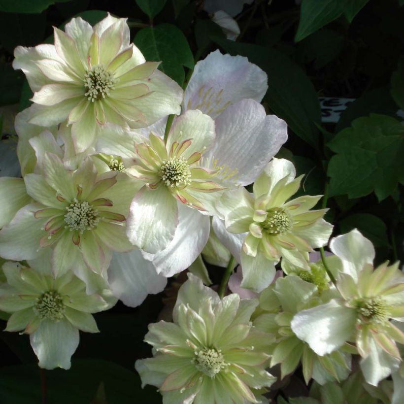 Clematis montana Double Delight - Bergbosrank (Bloei)
