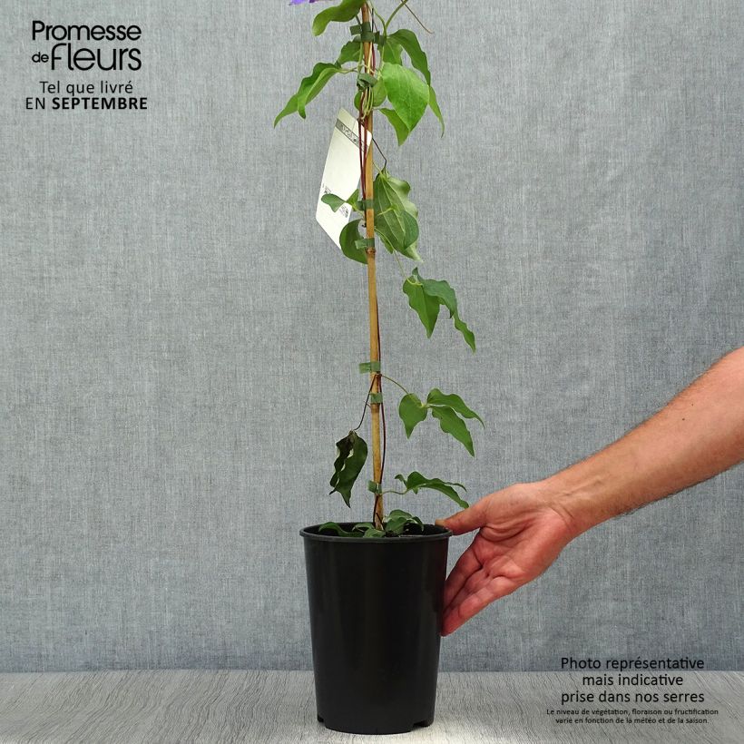 Exemplaar van Clematis Etoile de Malicorne Pot van 2 l/3 l zoals geleverd in de herfst