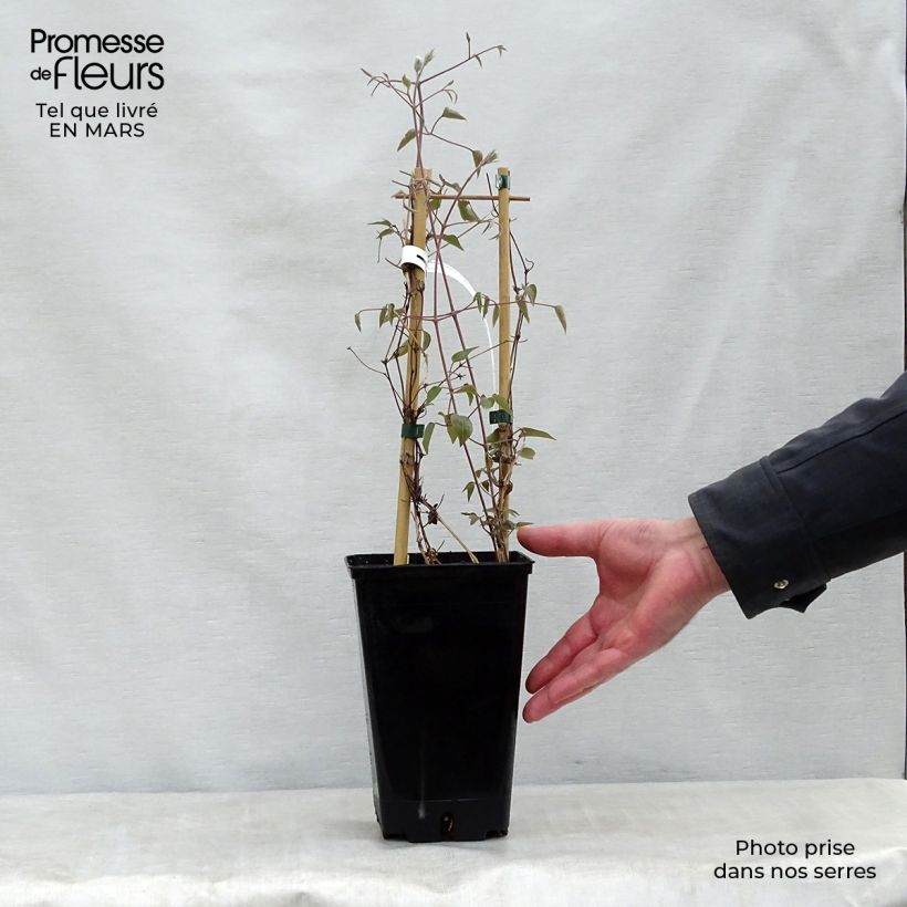 Exemplaar van Clematis Henryi Pot van 1,5 l/2 l zoals geleverd in de lente