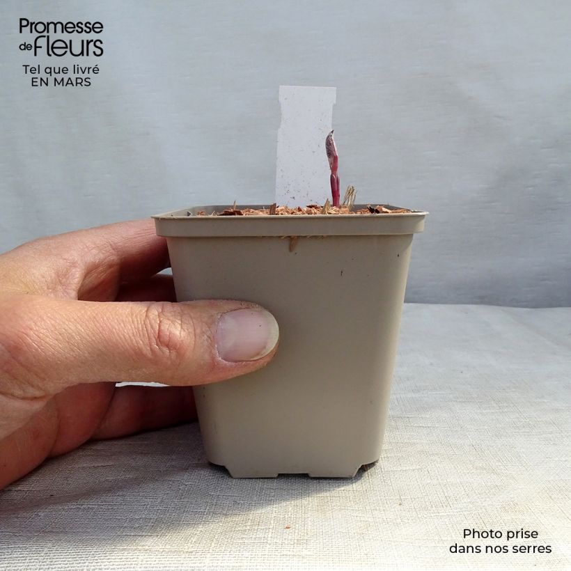 Example of Clematis recta Purpurea - Stijve clematis Kweekpotje van 8/9 cm as you get in hiver