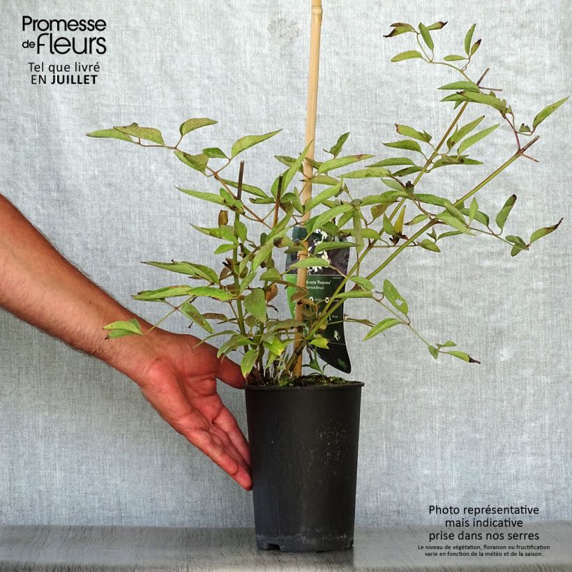 Exemplaar van Clematis recta Purpurea - Stijve clematis Pot van 2 l/3 l zoals geleverd in de zomer