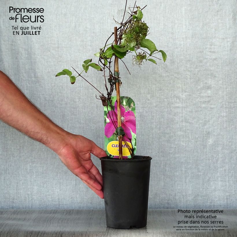 Exemplaar van Clematis Huvi Pot van 2 l/3 l zoals geleverd in de zomer