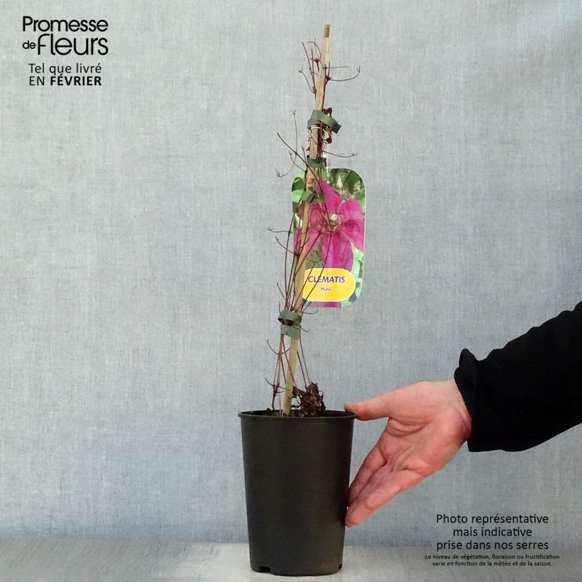 Example of Clématite Huvi Pot van 2 l/3 l as you get in hiver