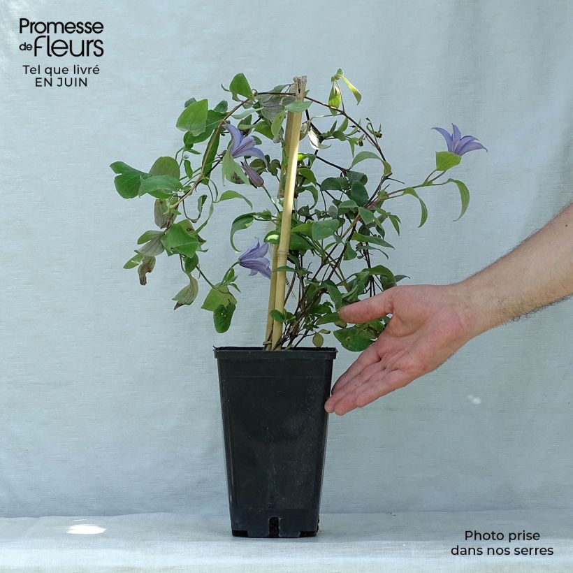 Exemplaar van Clematis viticella Justa - Italiaanse clematis Pot van 1,5 l/2 l zoals geleverd in de zomer