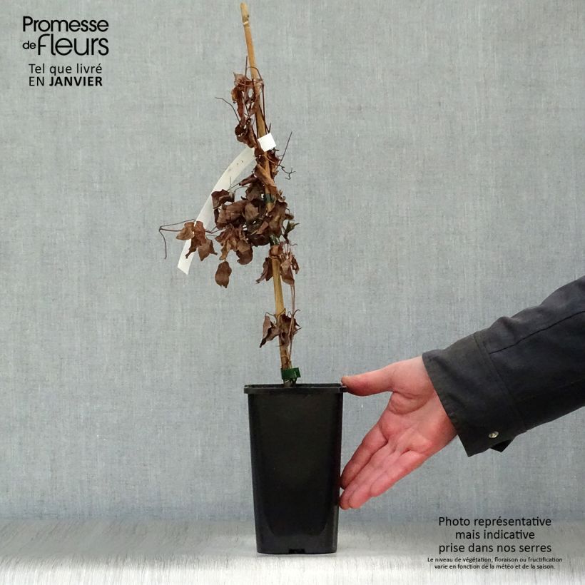 Example of Clématite Justa Pot van 1,5 l/2 l as you get in hiver