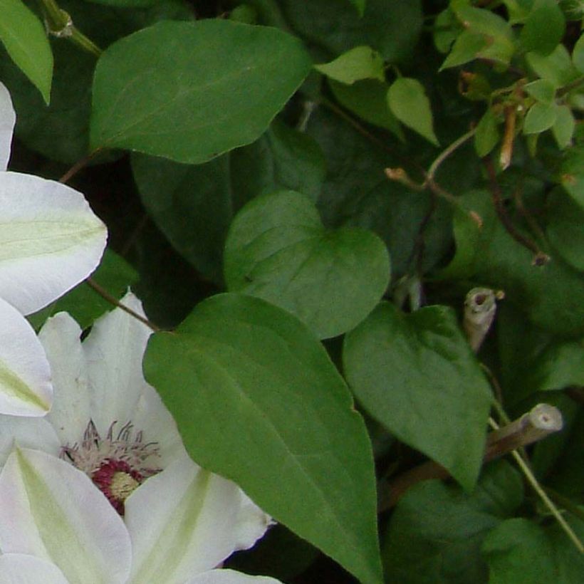Clematis Miss Bateman - Grootbloemige bosrank (Foliage)