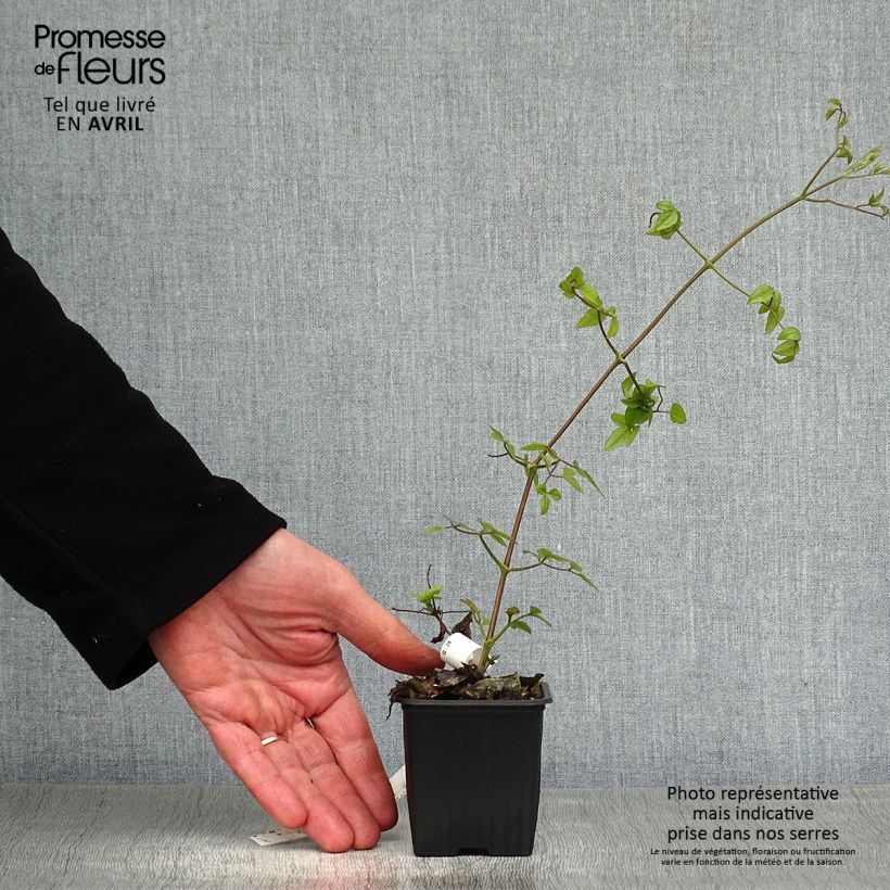 Exemplaar van Clematis patens Mme Lecoultre - Bosrank Kweekpotje van 8/9 cm zoals geleverd in de lente