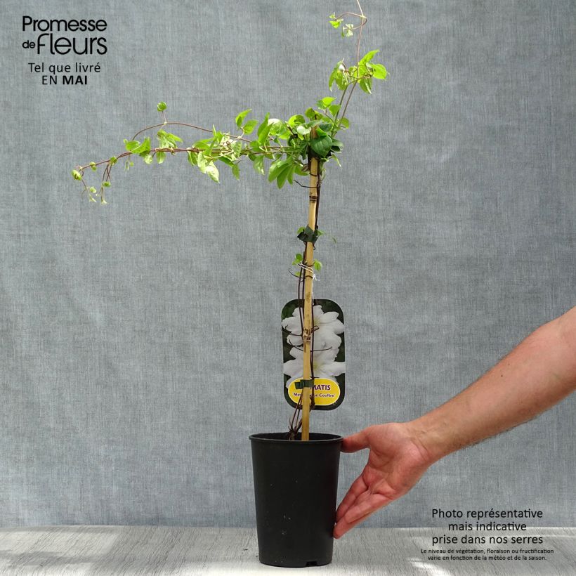 Exemplaar van Clematis patens Mme Lecoultre - Bosrank Pot van 1,5 l/2 l zoals geleverd in de lente