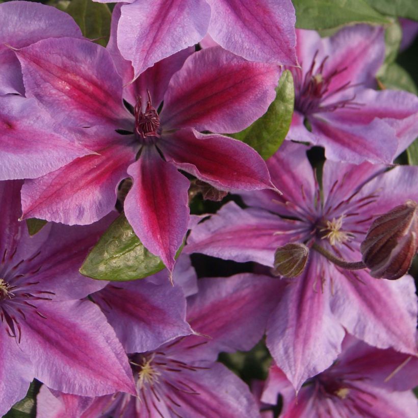 Clematis patens Mon Cherry - Bosrank (Bloei)