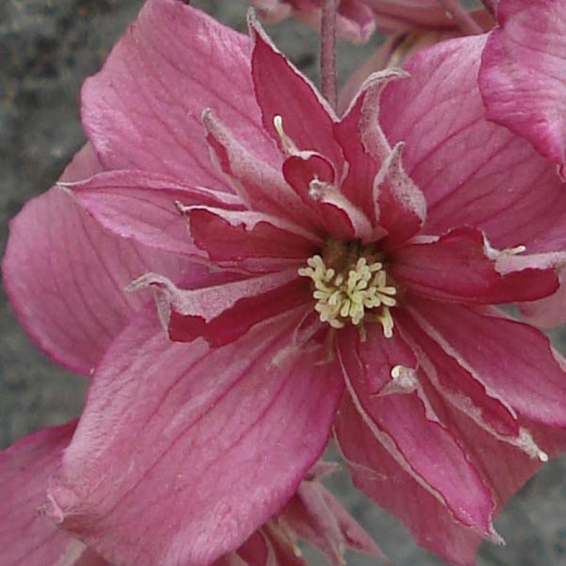 Clematis montana Broughton star - Bergbosrank (Flowering)