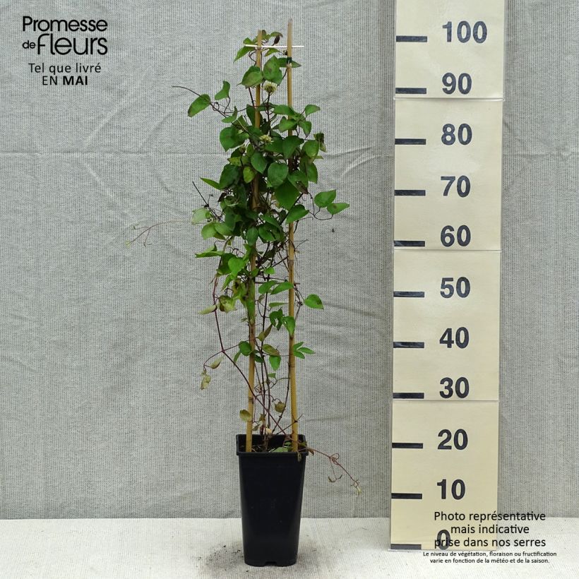 Exemplaar van Clematis Pink Celebration - Grootbloemige clematis Pot van 2 l/3 l zoals geleverd in de lente