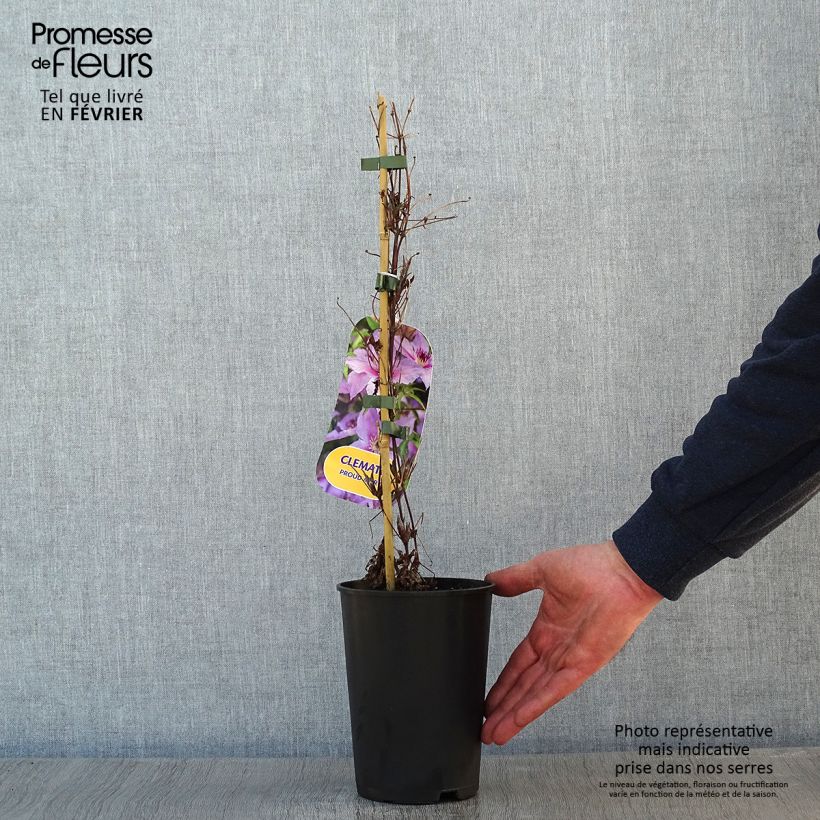 Example of Clématite Proud Mary Pot van 2 l/3 l as you get in hiver
