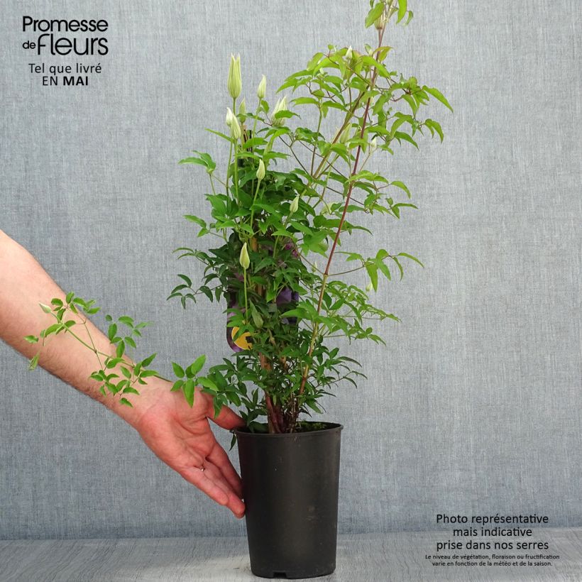 Exemplaar van Clematis Proud Mary - Grootbloemige clematis Pot van 2 l/3 l zoals geleverd in de lente