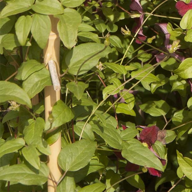 Clematis patens Ruutel - Bosrank (Foliage)