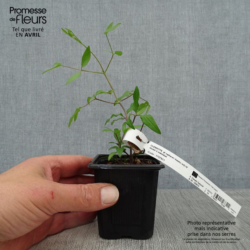Exemplaar van Clematis Saphyra Violetta - Struikclematis Kweekpotje van 8/9 cm zoals geleverd in de lente