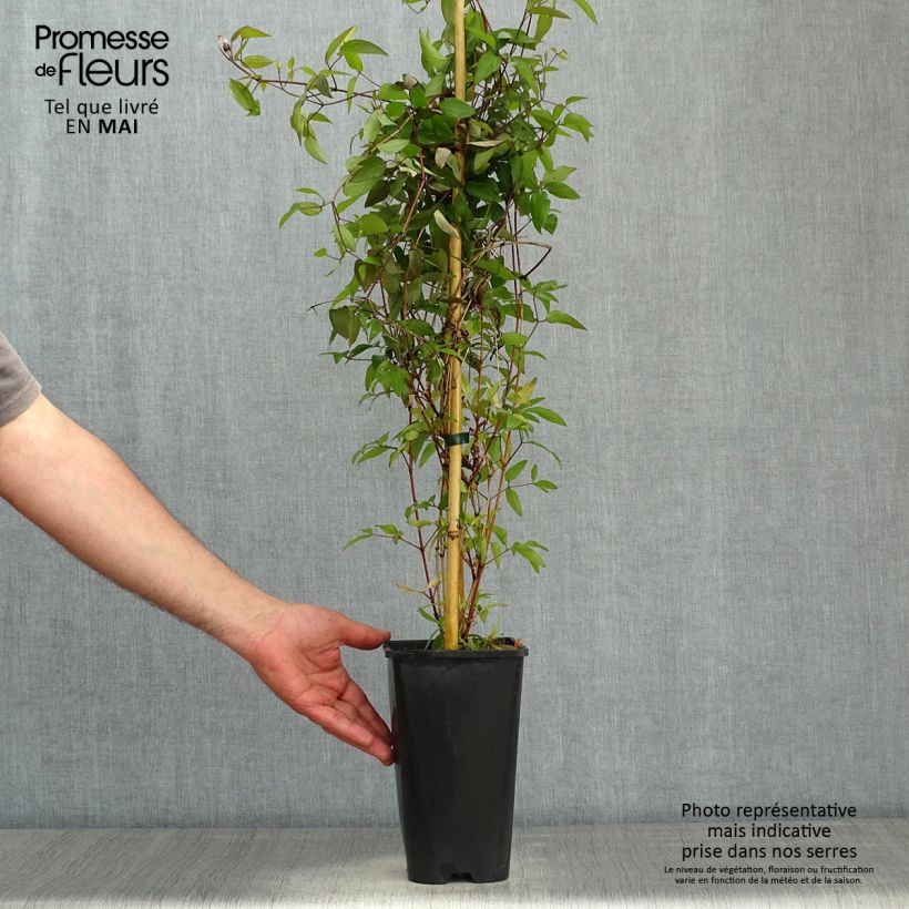 Exemplaar van Clematis Saphyra Violetta - Struikclematis Pot van 2 l/3 l zoals geleverd in de lente