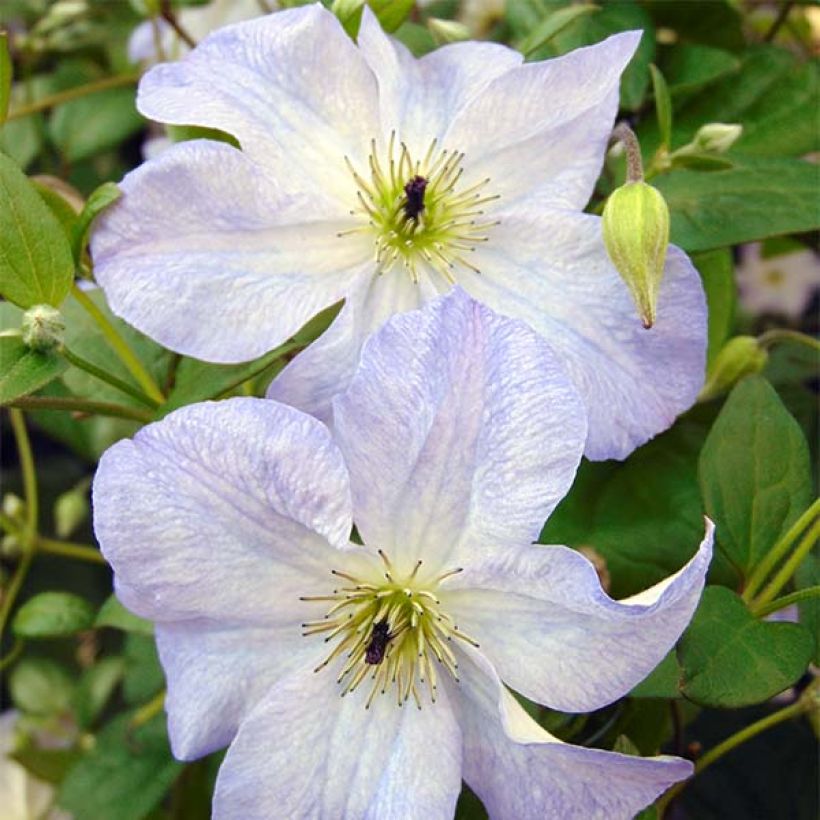 Clematis Sea Breeze - Italiaanse clematis (Flowering)