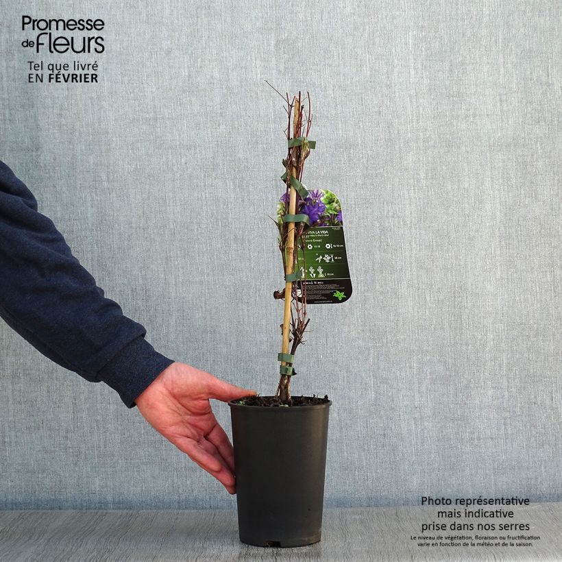 Example of Clématite Viva la Vida Pot van 2 l/3 l as you get in hiver