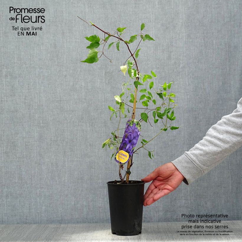 Exemplaar van Clematis patens Viva la Vida - Bosrank Pot van 2 l/3 l zoals geleverd in de lente