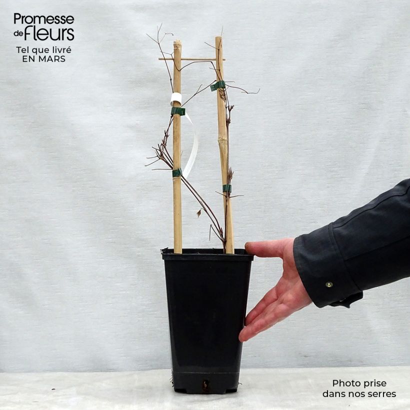 Exemplaar van Clematis Vivienne Beth Currie - Grootbloemige clematis Pot van 2 l/3 l zoals geleverd in de lente