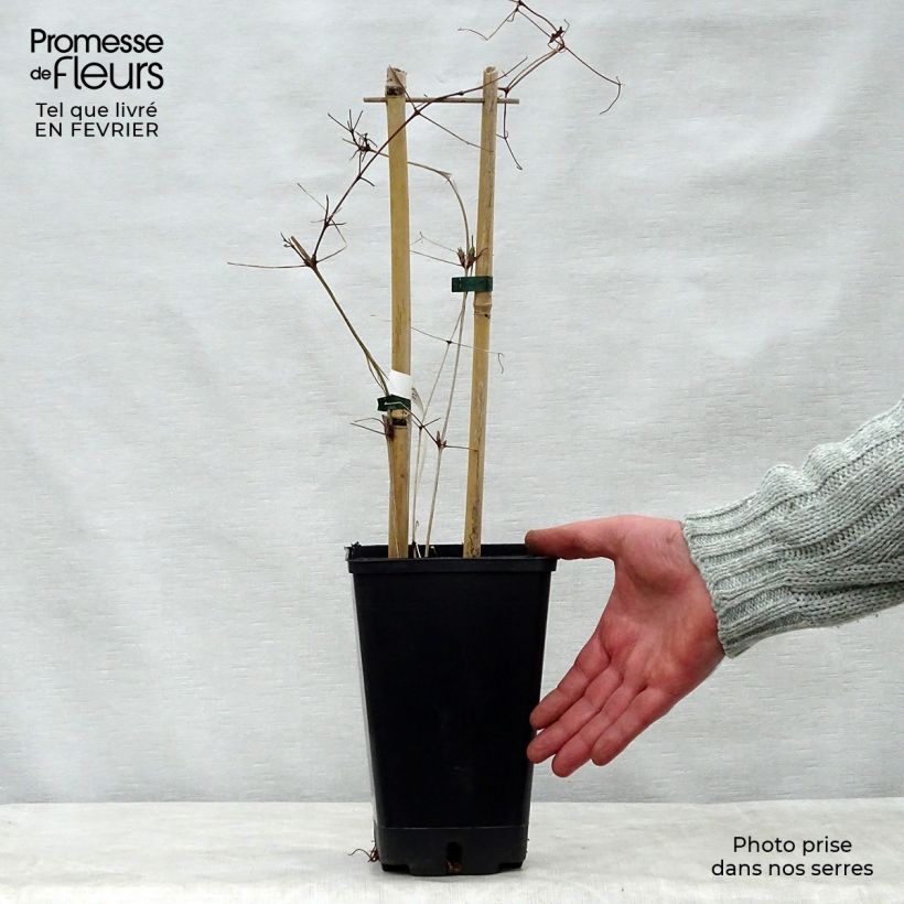 Example of Clématite Vostock Pot van 1,5 l/2 l as you get in hiver