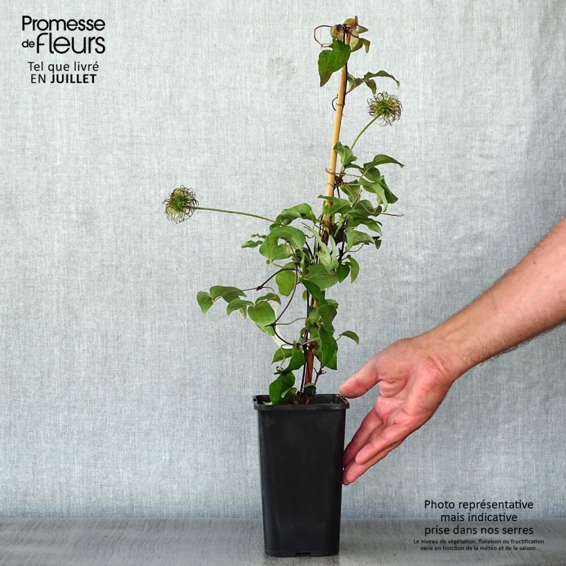 Exemplaar van Clematis Vostock - Grootbloemige clematis Pot van 1,5 l/2 l zoals geleverd in de zomer