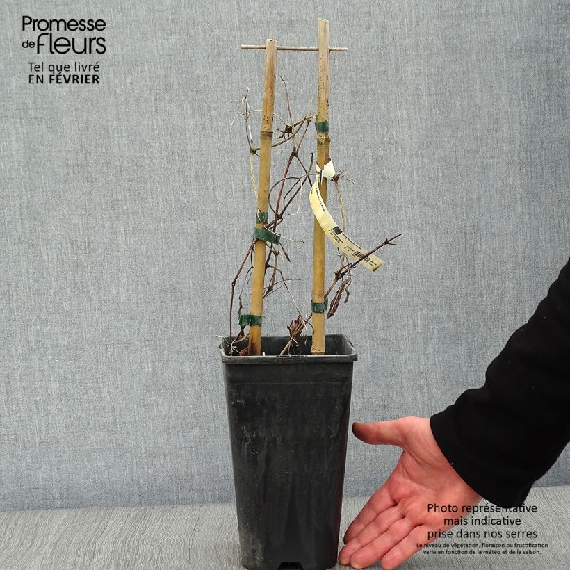 Example of Clématite Whoopi Pot van 2 l/3 l as you get in hiver