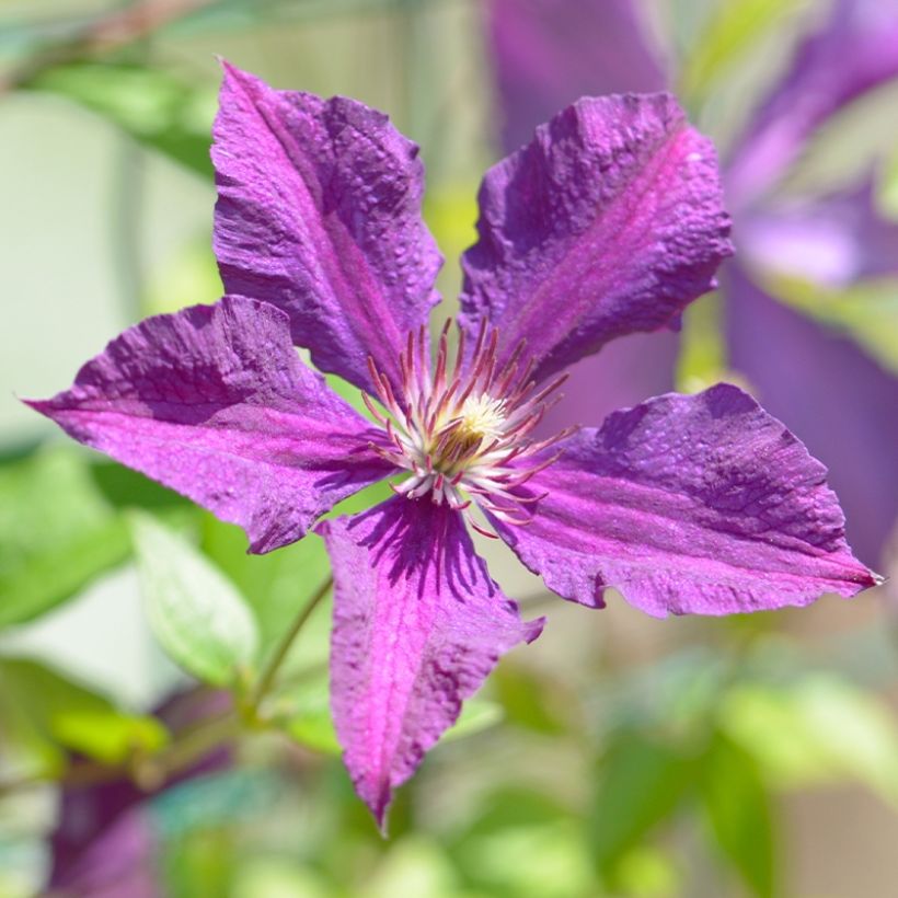 Clematis Whoopi - Grootbloemige clematis (Flowering)