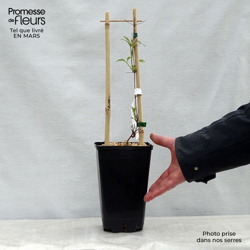 Exemplaar van Clematis Wildfire - Grootbloemige clematis Pot van 1,5 l/2 l zoals geleverd in de lente