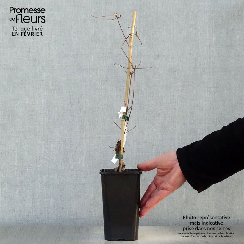 Example of Clématite Wildfire Pot van 1,5 l/2 l as you get in hiver
