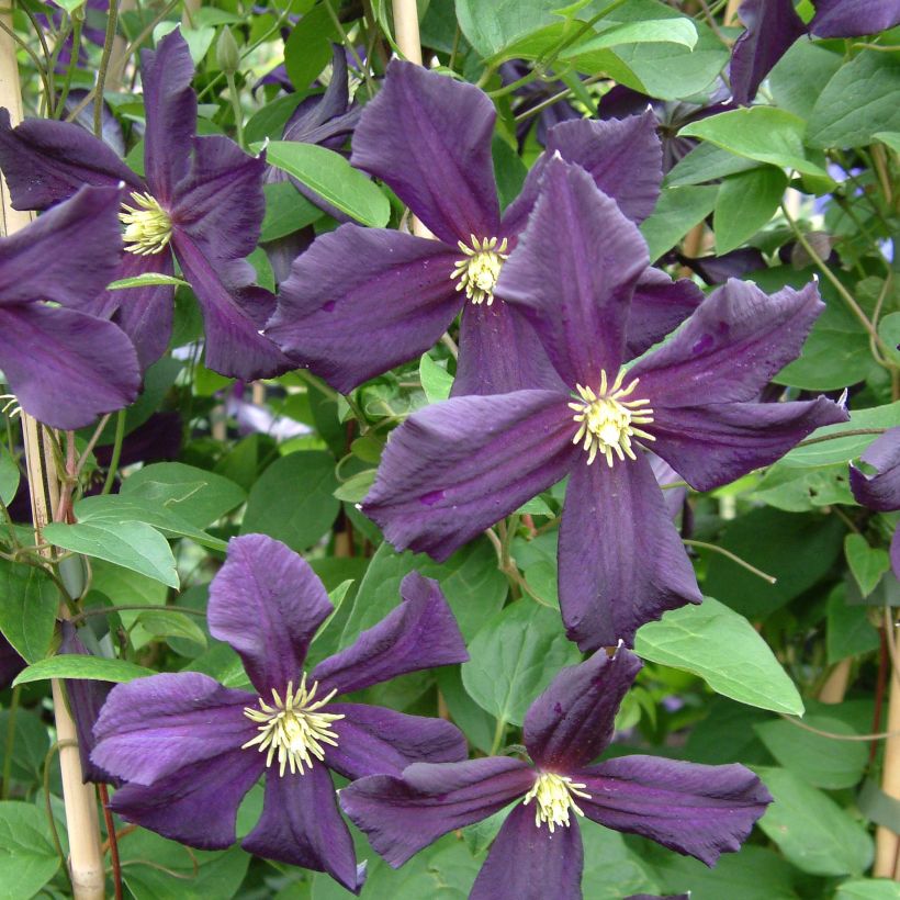Clematis Romantika - Grootbloemige clematis (Flowering)