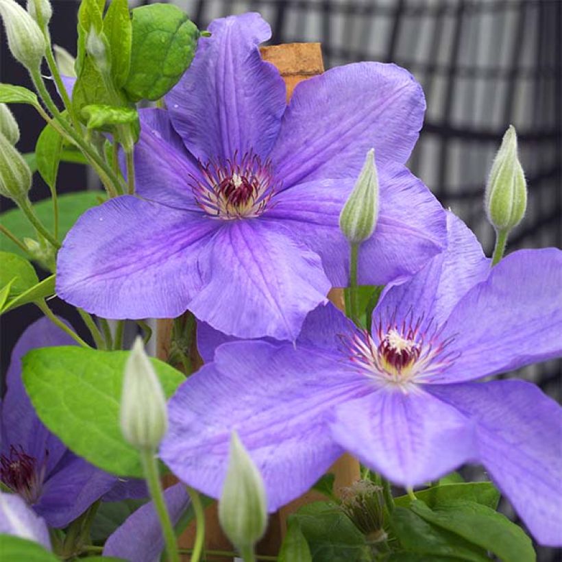 Clematis Success Bleu de Loire - Grootbloemige clematis (Bloei)