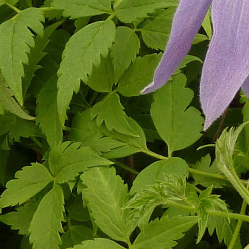 Clematis alpina Blue Dancer - Alpenbosrank (Foliage)