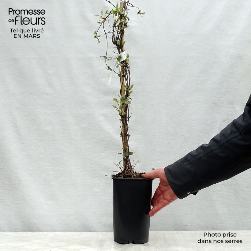 Exemplaar van Clematis alpina Blue Dancer - Alpenbosrank Pot van 2 l/3 l zoals geleverd in de lente