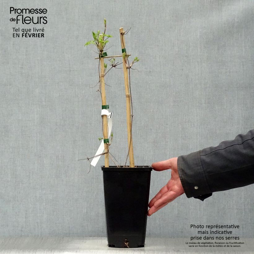 Example of Clématite alpina Blue Dancer Pot van 2 l/3 l as you get in hiver