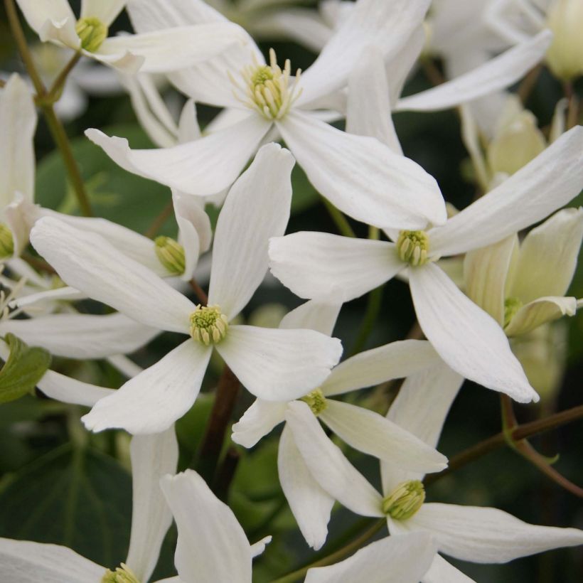 Clematis armandii Snowdrift - Groenblijvende bosrank (Flowering)