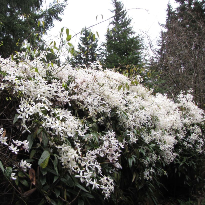 Clematis armandii Snowdrift - Groenblijvende bosrank (Plant habit)