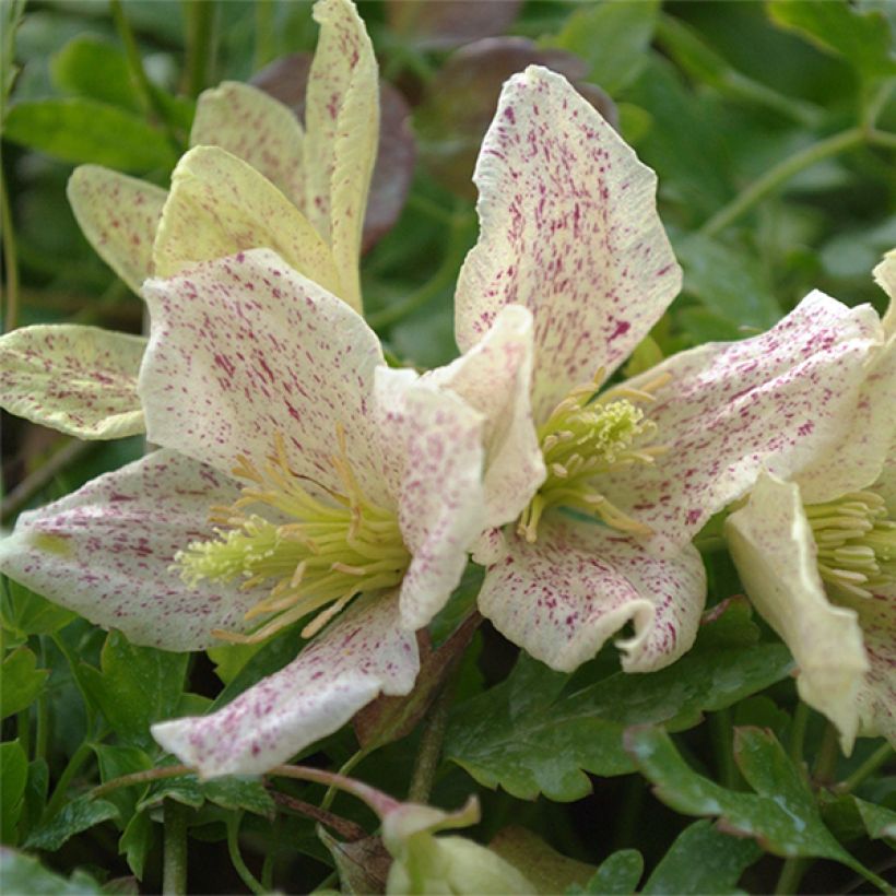 Clematis cirrhosa Winter Parasol - Groenblijvende bosrank (Flowering)
