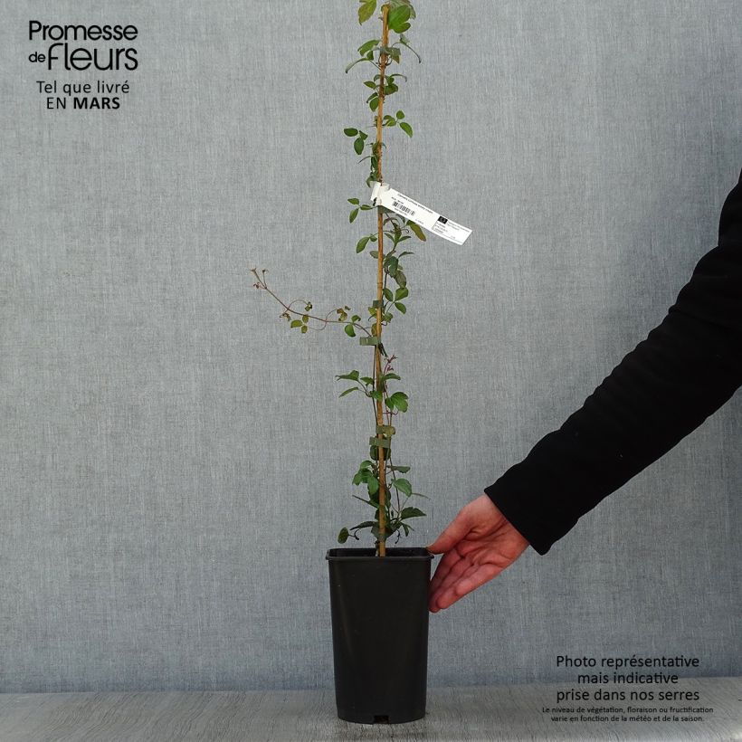 Example of Clématite cirrhosa Wisley Cream Pot van 2 l/3 l as you get in hiver