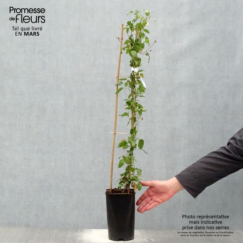 Exemplaar van Clematis cirrhosa Wisley Cream - Groenblijvende bosrank Pot van 2 l/3 l zoals geleverd in de lente