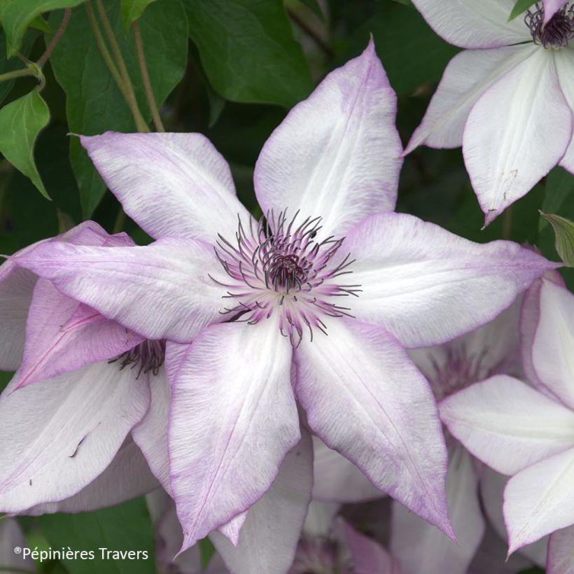 Clematis florida Utopia - bosrank (Bloei)