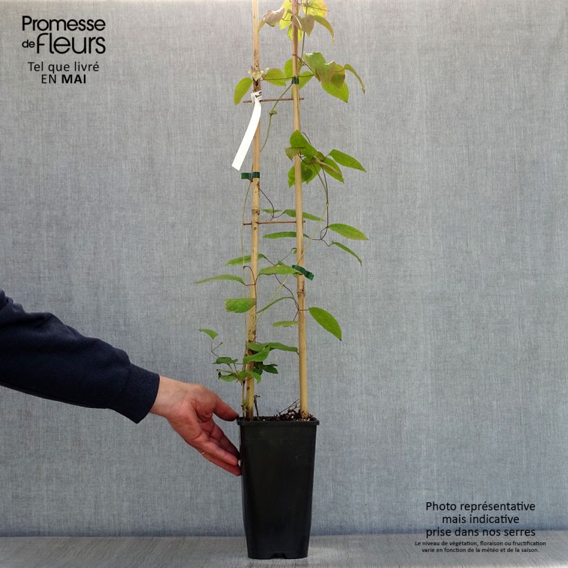 Exemplaar van Clematis patens Guernsey Cream - Bosrank Pot van 2 l/3 l zoals geleverd in de lente