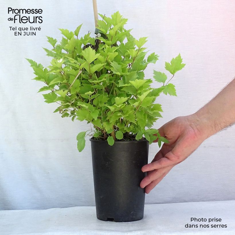 Exemplaar van Clematis heracleifolia - Struikclematis Pot van 2 l/3 l zoals geleverd in de zomer